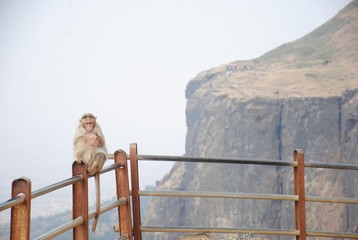 Baby Monkey and mother on fence