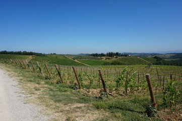 Fototapeta na wymiar Tuscany vineyard view, agriculture, somewhere in Italy