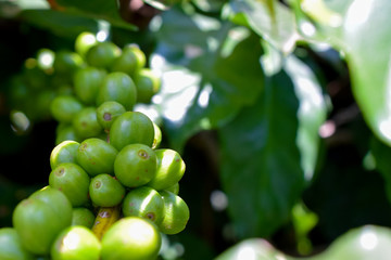 Coffee plant with green fruits. Scientific Name: Coffea