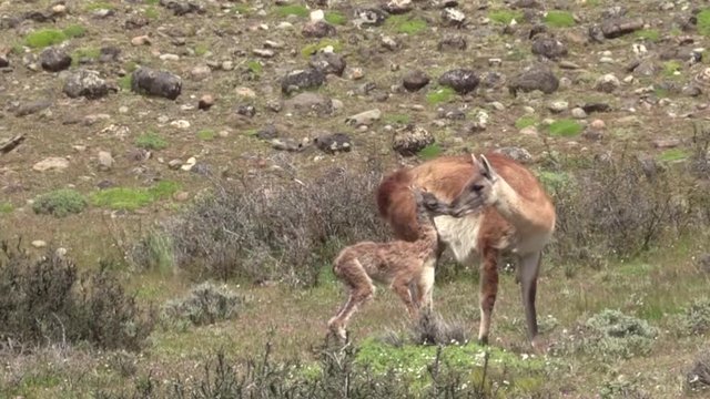 A beautiful Guanaco with her offspring feeding on grass by the mountainside - Wide shot