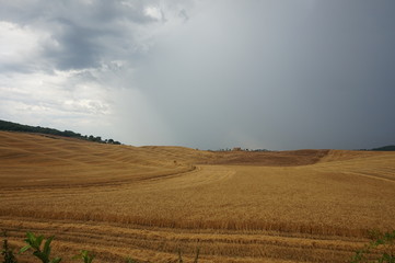 Fototapeta premium Waves on the field - as in the sea