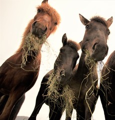 Naklejka premium Icelandic horses while they eat