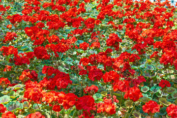 Field flowerbed abundant flowering red geranium.