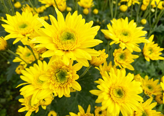 Macro shot of a beautiful Chrysanthemum flower. Yellow flower on a green background. In the tropical garden. Real nature flowers.