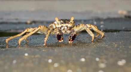 swift-footed rock crab, Helengeli Island, Maldives