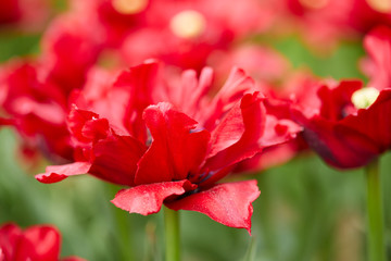 red tulips