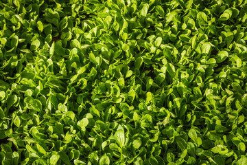 Organic vegetables used for the background