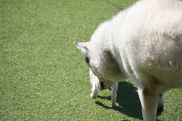 Obraz premium Happy puppies in a private playground