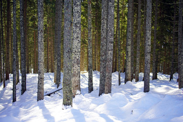 Deep snow in the forest on a sunny day