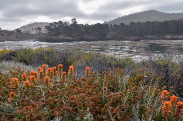 Monterey Indian paintbrush (Castilleja latifolia) at Whaler's Cove in Point Lobos State Natural Reserve (Carmel-by-the-sea, California, USA) - obrazy, fototapety, plakaty