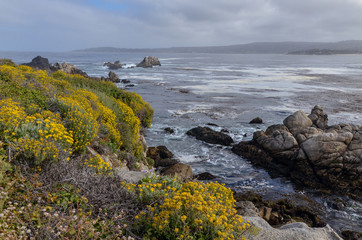 Fototapeta na wymiar Lizard-tail Yarrow (Eriophyllum staechadifolium) wildflowers and rocks at Cannery Point in Point Lobos State Natural Reserve (Carmel-by-the-sea, California, USA)