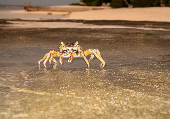 swift-footed rock crab, Helengeli Island, Maldives