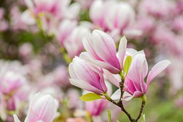 Spring season. Botany and gardening. Branch of magnolia. Magnolia flowers. Magnolia flowers background close up. Floral backdrop. Botanical garden concept. Tender bloom. Aroma and fragrance