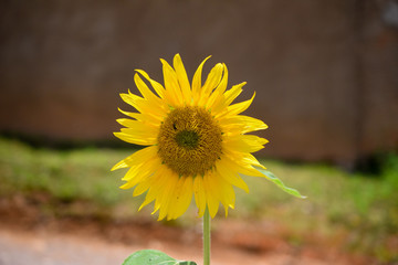 The sunflower is an annual plant of the family Asteraceae, genus Heliantheae.