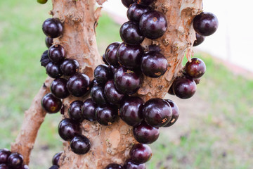 Fruit. Exotic. Ripe jabuticaba on the tree ready to harvest. Jaboticaba is the native Brazilian...