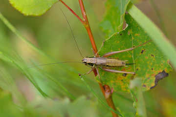 Gewöhnliche Strauchschrecke (Pholidoptera griseoaptera)
