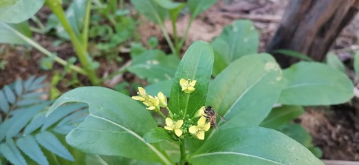 flower in the garden