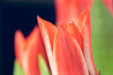 Bouquet of red tulip flowers