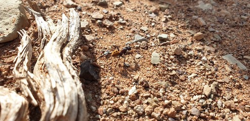 ant in stone dirt with wood