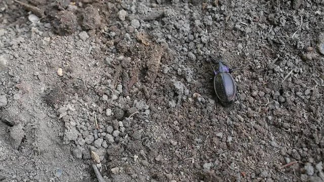 Ground Beetle (Carabus hortensis) climbs the ground slope