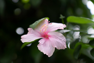 Pink hibiscus flowers blooming in the morning