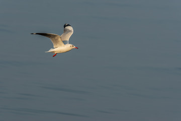Seagull flying over sea
