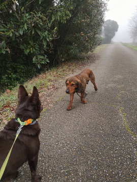 cane al guinzaglio incontra cane abbandonato