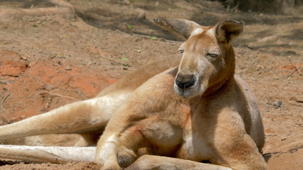 The red kangaroo. Macropus rufus. Portrait © zelwanka