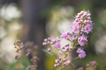 Small pink and purple flowers with long stamens on a branch on a blurred background in the natural environment.