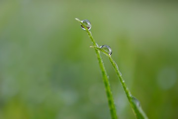 raindrops on the green grass in rainy days, winter season