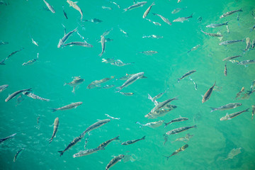 Obraz premium Shoal of fish in seawater, many sea fishes top view, fry in the sea, sea fishes on the water surface, small fish on the surface of the sea water aquamarine azure reflection turquoise blue abstract