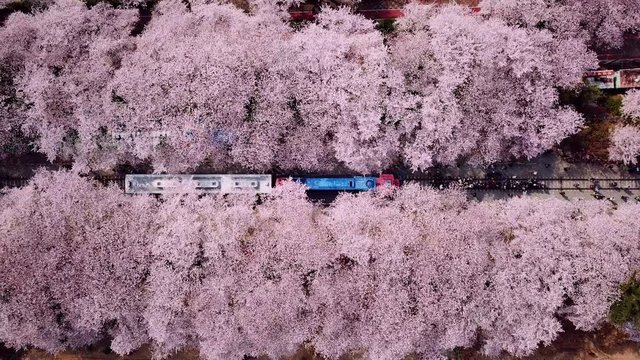 Top view Video at jinhae cherry blossom,Busan City,South Korea