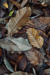dry and brown leaves on the ground in winter season