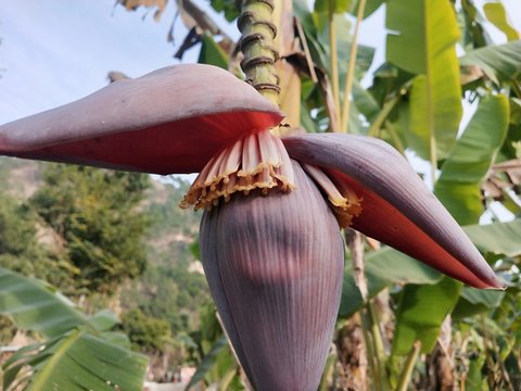 World's banana flower Stock Pictures