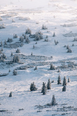 trees in winter. frozen trees. moody hill. winter in czech krkonose mountains. snezka. obri dul. fog. foggy landscape