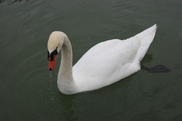 elegance couple, beautiful in nature, outdoors