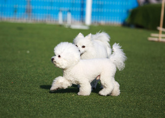 Happy puppies in a private playground