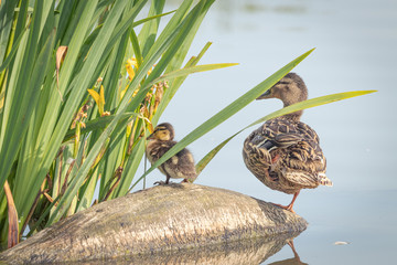 Mamá pato con su patito