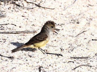 The Galapagos flycatcher Myiarchus magnirostris on sandy beach