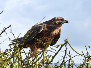 The Galapagos hawk Buteo galapagoensis sitting watching for prey