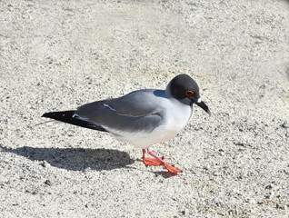 The night active red eyed Swallow tailed gull Creagrus furcatus