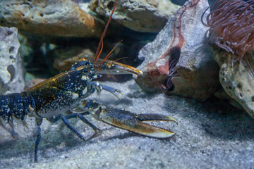 lobster underwater in the ocean
