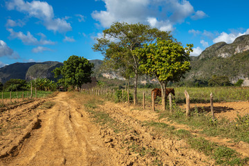 Vinales Valley. Typical view of Valle de Vinales with farm and mogotes. Pinar del Rio Province, Cuba.