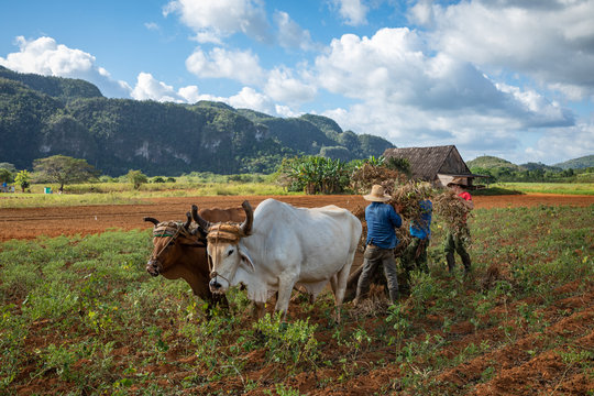 Vinales Valley. Typical view of Valle de Vinales with farm and mogotes. Pinar del Rio Province, Cuba.