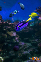 Naklejka na ściany i meble surgeonfish in underwater wildlife in ocean