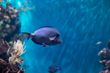 surgeonfish in underwater wildlife in ocean