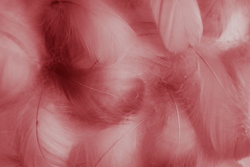 Beautiful abstract colorful white and red feathers on black background and soft white pink feather texture on white pattern and red background