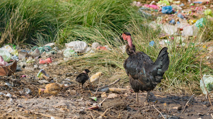 a female hen and her little chicks