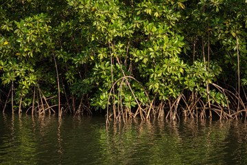 Gambia Mangroves. Green mangrove trees in forest. Gambia. - obrazy, fototapety, plakaty