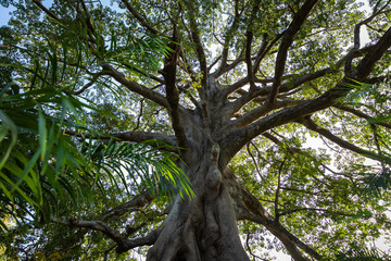 Big Tree in jungle in Gambia.